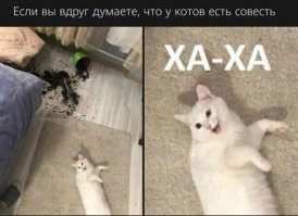 Смешные мемы с котом, который всё опровергает