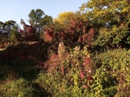 Немного не в тему, но напомнило.