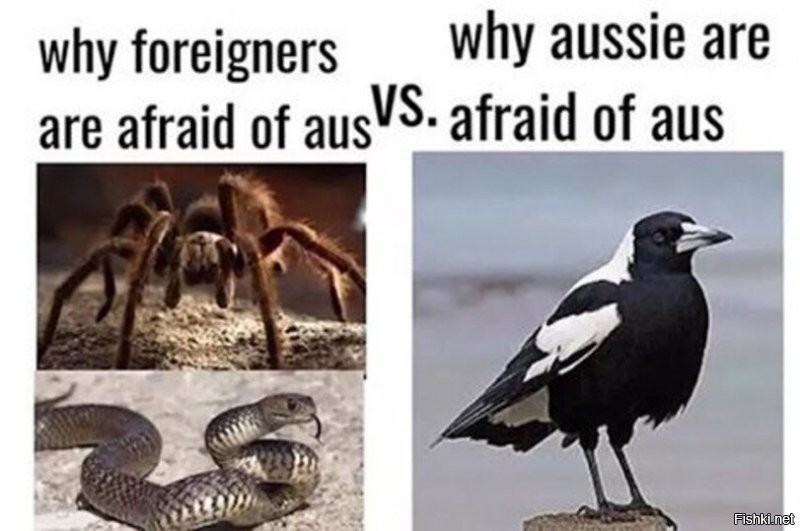 Кстати, там и сороки отмороженные
Чего боятся иностранцы в Австралии
Чего боятся австралийцы в Австралии