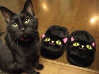 Прикольные и смешные картинки