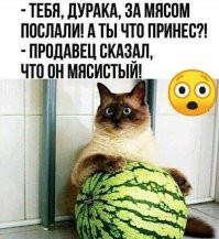 В московском дворе возвели жилкомплекс для бродячих кошек