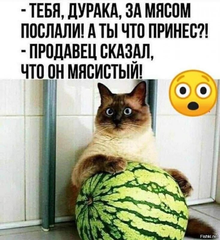 В московском дворе возвели жилкомплекс для бродячих кошек