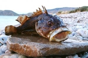 :)))) примерно так и есть . А дракончики они красивые ,  я лично доставал примерно 2х килограммовых и тд . Веселая рыбка , неопытный рыбак путает с бычком :) но это как правило пресноводникам  нужно объяснять .