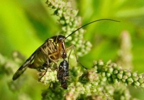 Кликабельно.