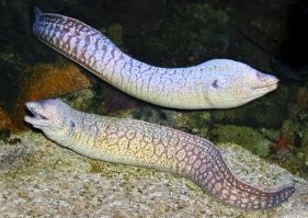 <span style='color:gray'>[мат]</span> плять,-это мурена !