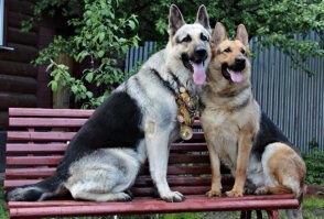 Немецкая овчарка и Восточноевропейская овчарка.
