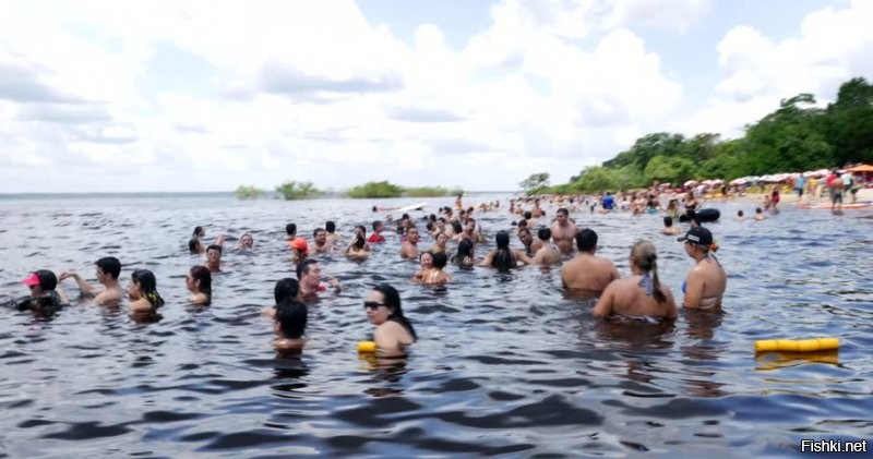 Есть на Амазонке город Манаус в котором просто отличные пляжи . Пляжи пользуются огромной популярностью. От себя скажу что вода теплейшая и песочек белый. Многие бразильцы и в глаза этих тварей не видели.