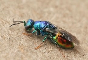 У нас тоже водится похожая "летающая драгоценность". Правда, она не пчела, а оса, но, думаю, мы ей это простим. )))
Оса-блестянка.
