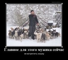 10 пород собак, которые очень похожи друг на друга