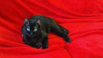 Котики