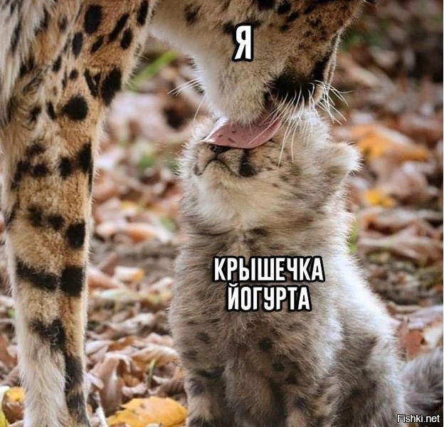 Они тоже коты