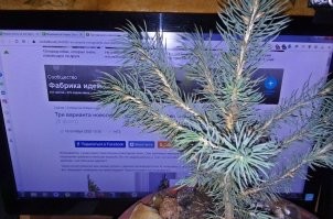 Голубая ель 5 годиков,Туя первый год,Голубая ель всход.