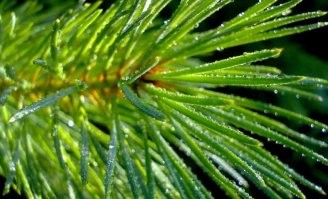 Кладезь витамина С.