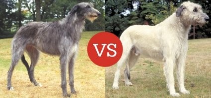 Слева дирхаунд, справа ирландский волкодав.