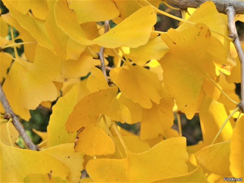 Листья у гингко необычные, красивые.