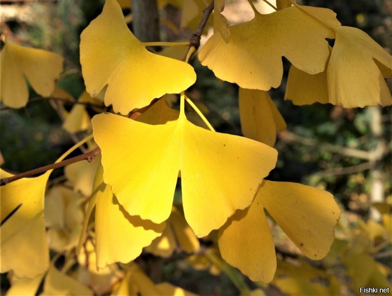 Листья у гингко необычные, красивые.