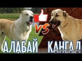 Алабая путают Кангалом.
