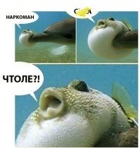 Дельфины сознательно поедают рыб фугу, чтобы получить наркотический кайф