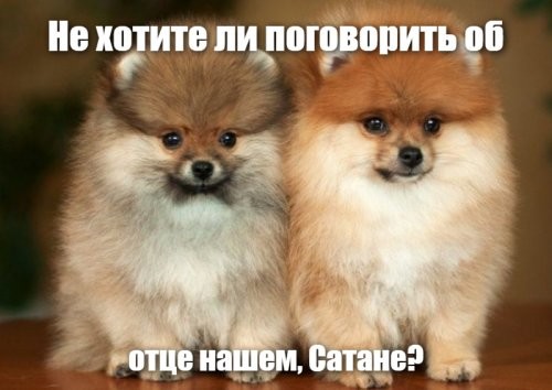 Белгородским студентам прочли лекцию о собаках - порожденьях Сатаны