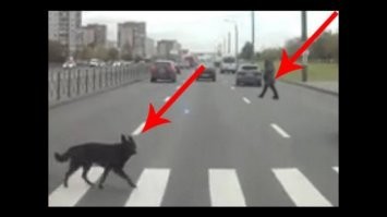 С такой мамашей дети долго не протянут... Сейчас собаки умнее некоторых двуногих особей