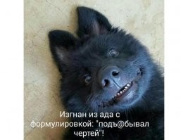 Белгородским студентам прочли лекцию о собаках - порожденьях Сатаны