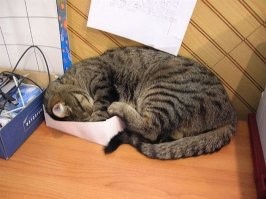 Находчивые коты, которые прекрасно устроятся и без лежанки, и даже без коробки