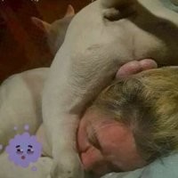 15 хулиганистых питомцев, которые ничего не знают о хороших манерах