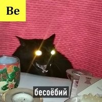 Да, а с кошками типа все всегда ок?))
