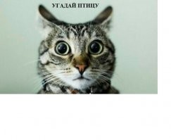 Ошибки и опечатки из жизни