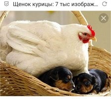 Ученые показали как могут выглядеть животные в будущем после изменения климата