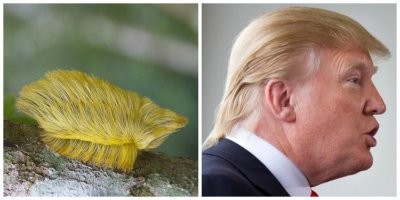 Трамп, с такой херней на голове, ходит и не жалуется....