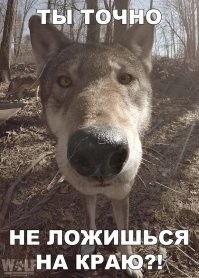 Пёс против назойливого тиктокера