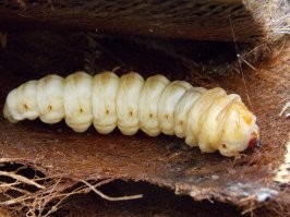 В защиту вегатарианки скажу, хотя сам мясо ем.
Вот вы гусеницу можете такую сожрать? Не на спор пьяным, а каждый день их живыми лопать. Ну нет конечно, блевать охота, хотя где-то в африке или Индонезии это лучшее на свете лакомство. Но у нас психологический барьер. Так у неё так на мясо.