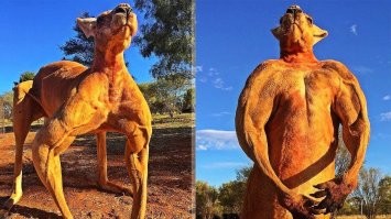 А еще они занимаются бодибилдингом.