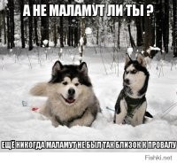10 пород собак, которые очень похожи друг на друга