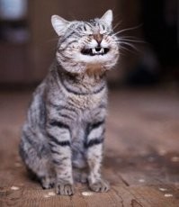 Откуда бабки, Зина: где взять денег на четвертую квартиру, если на еду не хватает