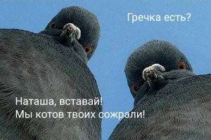 Прикольные и смешные картинки