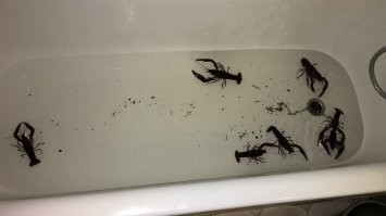 Раки от туда ,  забирал подсачеком , за 2 прогулки больше 20 штук . Причем раки стоят только в конце озера там типа пирсика не с стороны пляжа