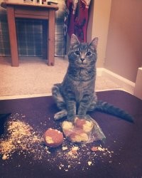 как то не заметно огорчения, вроде как оч довольный котяра