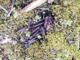 Силакрогс. За рижской окружной.
Не знаю с каких времён, но много патронов лежат выпаханные пр  посадке сосен.