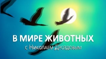 Хитрец решил жениться второй раз на молоденькой, но жена его вычислила и пришла в церковь