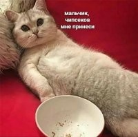 Прикольные и смешные картинки