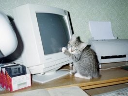 Котята
