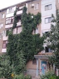 Вот так засосало... О домах, поглощённых плющом