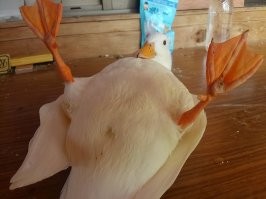 Прикольные и смешные картинки