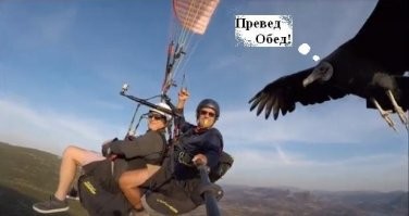 Можно я тут с вами полетаю? Стервятник составил компанию парапланеристам