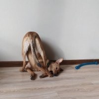 Вот моя, на трассе ее кто то щеночком нашел) Во что я могу сказсть из своего опыта: Щенок без породы это кот в мешке. Мне вот досталость веретено с лапами. Хорошо что я не хожу ежедневно на работу: ей надо 4 раза в день гулять, 8 раз играть, 2 часа обниматься и целоваться. Любит йогу. В любом случае, если берете щенка, готовьтесь к тому, что это как ребенок, надо бегать на улицу раз в час, дрессировать, постоянно контролировать итп. Зато можно воспитать с нуля как вам надо, если не баловать постоянно) Если не хотите мороки излишней - можно взять взрослую собаку от 1,5 лет, ей уже не нужно столько внимания, хулиганить будет меньше + уже виден характер и энергичность. Конечно, породистая собака это престижнее, у меня было до этого 2 шелти и колли, но такую преданность и такой ум я встречаю впервые. Она очень смелая и всегда меня защищает от незнакомцев, не агрессивна, но в случае опасности бросится не задумываясь. У меня появилось много новых знакомых и друзей благодаря ее общительности. Собака не только друг и защита, она открывает новые миры и новые возможности.