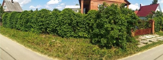 А я вот так дикий виноград по забору пустил, очень хорошо вдоль дороги, тихо и кроасиво, только помимо того что по забору растёт, он по демле очень быстро расползается, постоянно чистить надо.