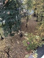 Давно уже не убирают листву с газонов в Москве. Было время убирали, а уже несколько лет не убирают. Вот фото с моего окна, где газон не сеяли, а стелили. И труселя чьи-то вчера ветром унесло))))
