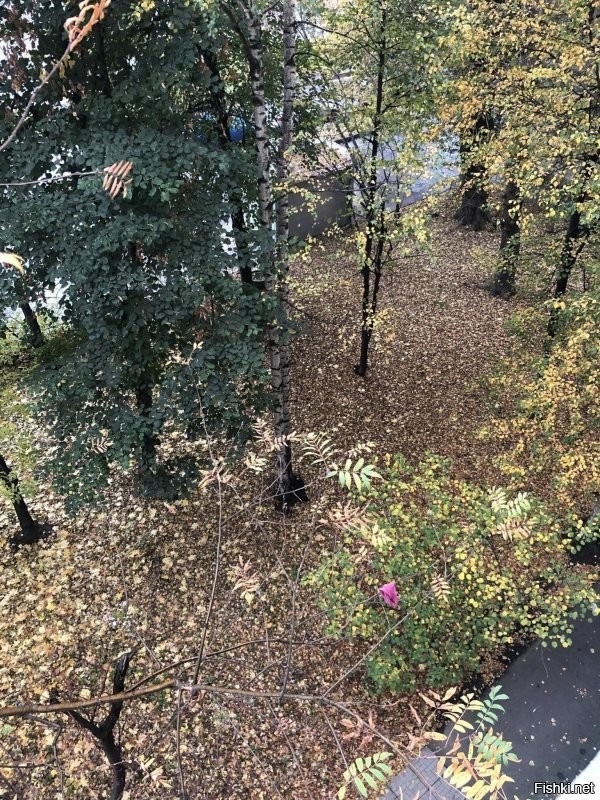Давно уже не убирают листву с газонов в Москве. Было время убирали, а уже несколько лет не убирают. Вот фото с моего окна, где газон не сеяли, а стелили. И труселя чьи-то вчера ветром унесло))))